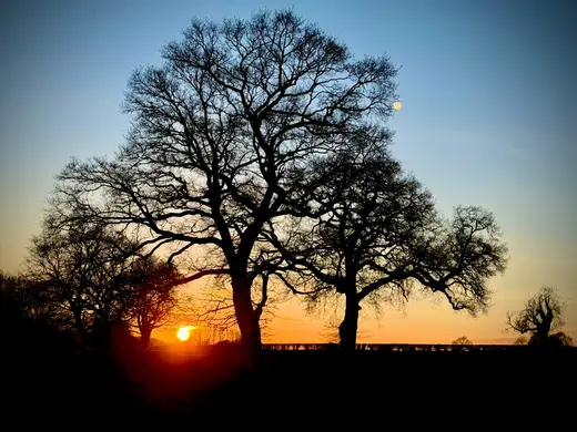 Sunset through bare trees